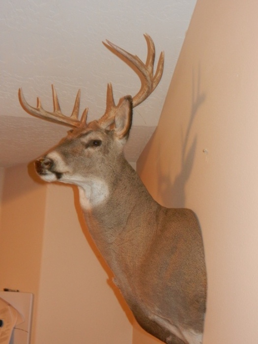 Re: 2012 Idaho Whitetail is almost done!