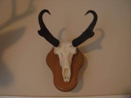 2009 Pronghorn Euro mount