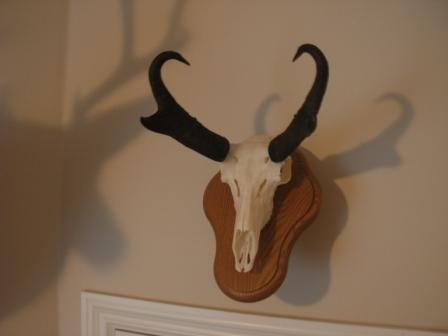 2009 Pronghorn Euro mount