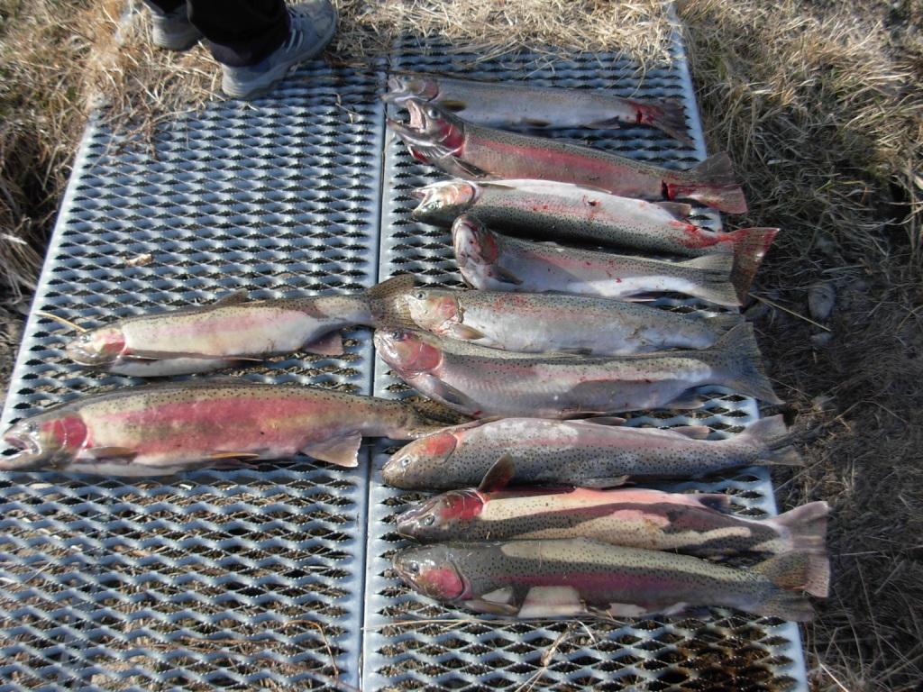 Mess of fish on a 48&amp;quot; bridge