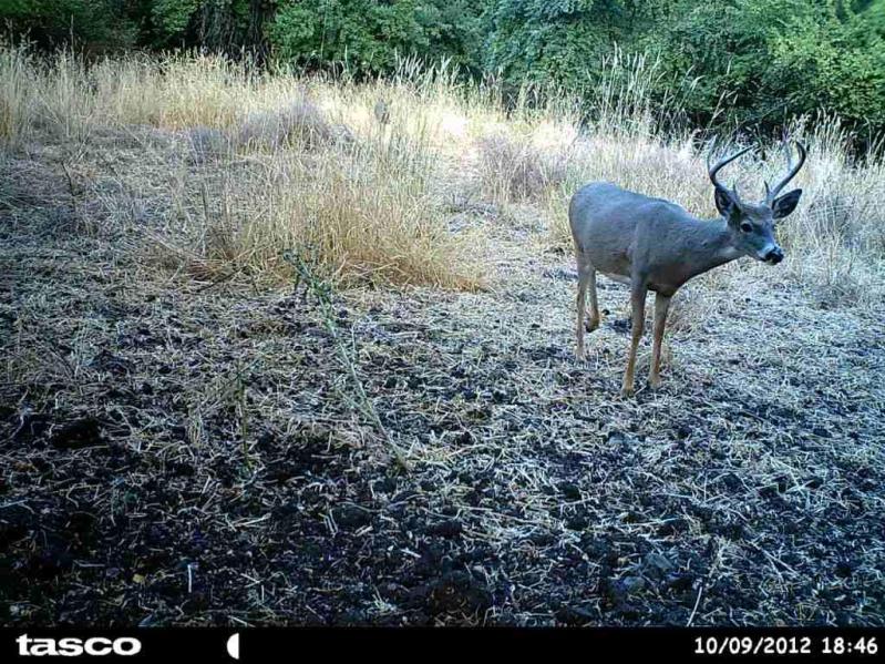 A few Idaho Whitetails