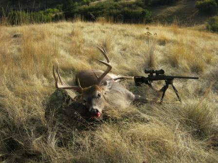 My buck where he fell