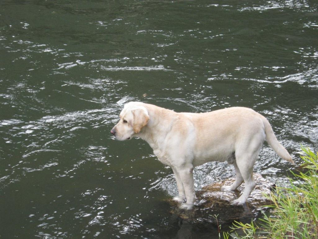 Moose fishin for steelhead