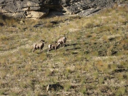 Some sheep that visited me while fishing