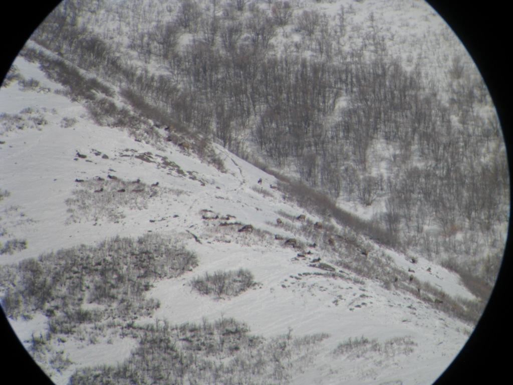 Wasatch Elk from Springville 40x