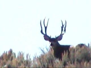 this buck walked right passed me on a 4th season hunt and i didnt have a tag big buck though pictures dont do him justice