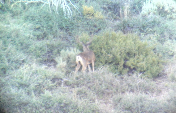 Mule Deer Summer Patterns