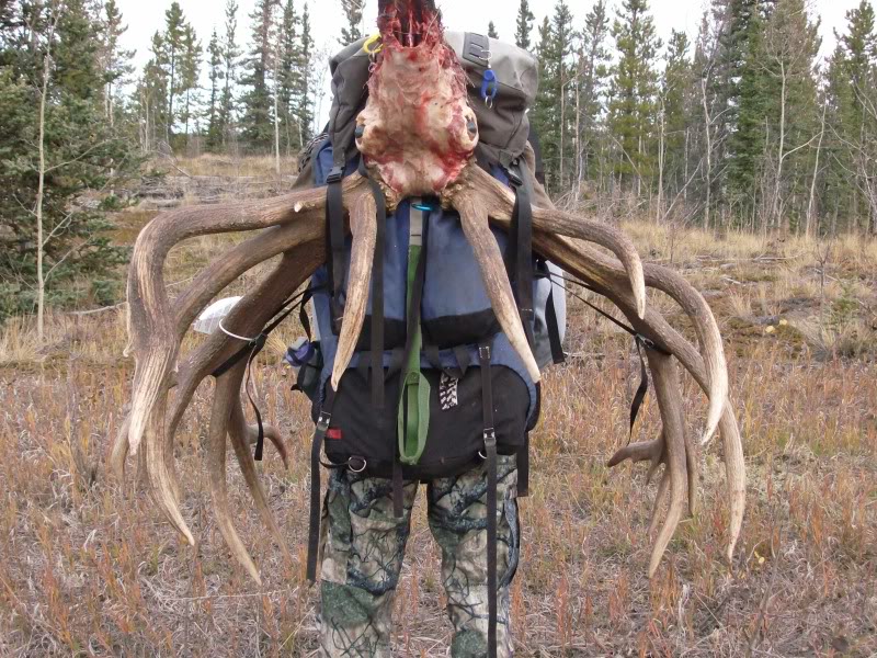 Yukon Elk Scoring 450