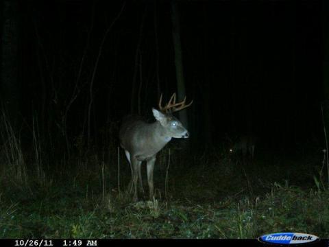 Whitetail Swamp Buck