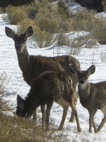 Deer Decoys