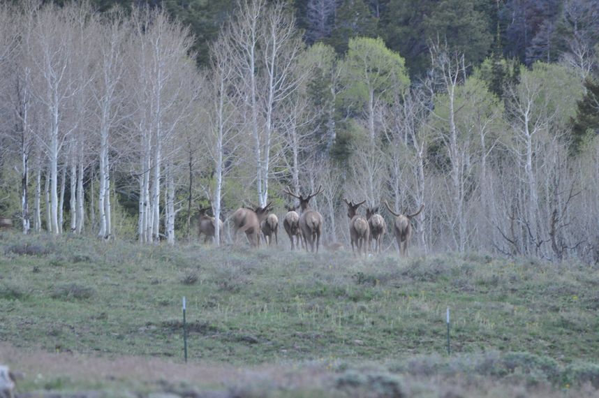 Re: Southern Utah Deer