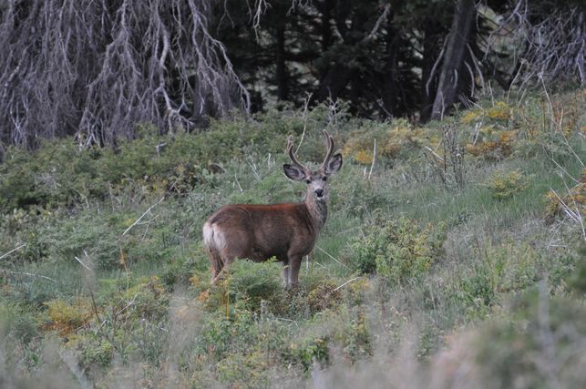 Hunting with the Camera