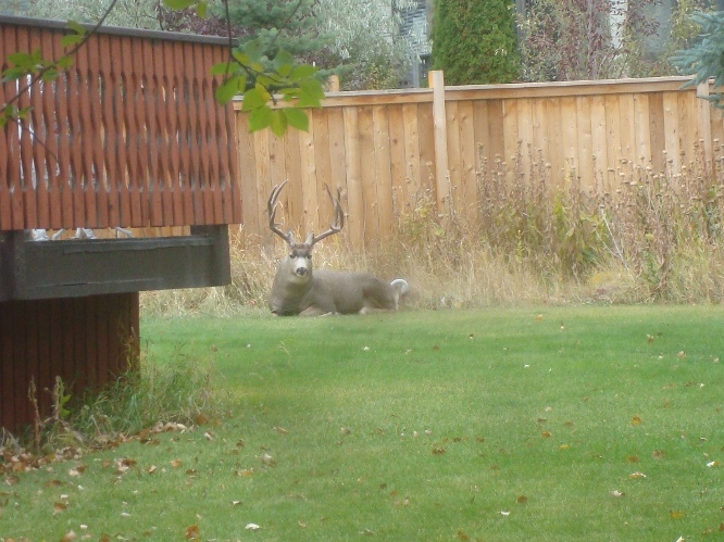 Backyard Muley