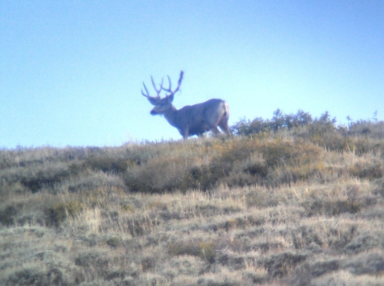 Re: Mule Deer Summer Patterns