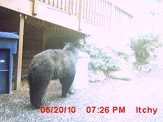 My Dad had a &amp;quot;bear&amp;quot; of a fathers day