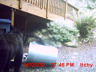 My Dad had a &amp;quot;bear&amp;quot; of a fathers day