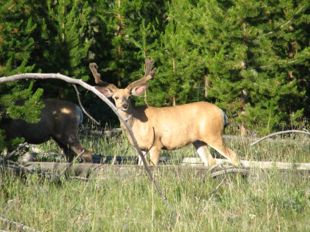 Re: Yellowstone Pics