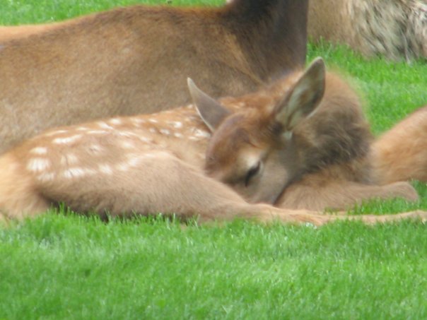 Re: Yellowstone Pics