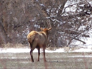 Re: Elk pic&#039;s from this week