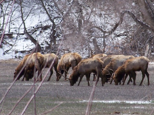 Re: Elk pic&#039;s from this week