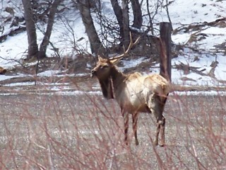 Re: Elk pic&#039;s from this week