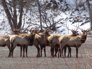 Re: Elk pic&#039;s from this week