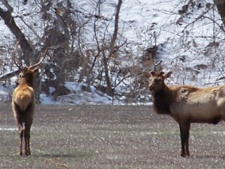 Re: Elk pic&#039;s from this week