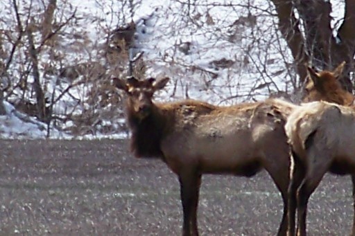 Re: Elk pic&#039;s from this week