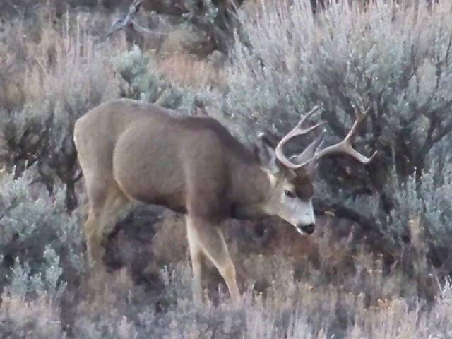 Utah wintering buck&#039;s, a few pics.