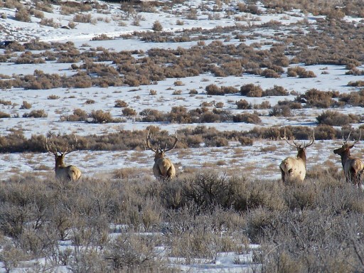 Elk pic&#039;s from this week