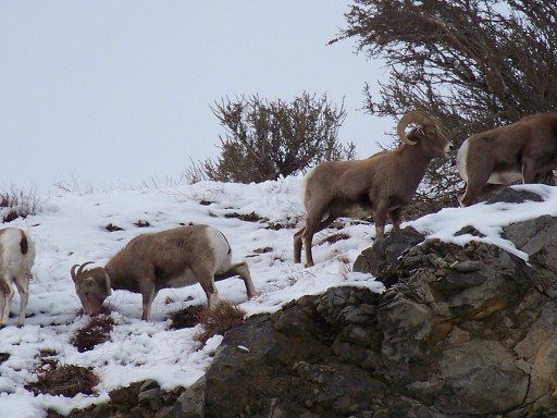 Re: Bighorns