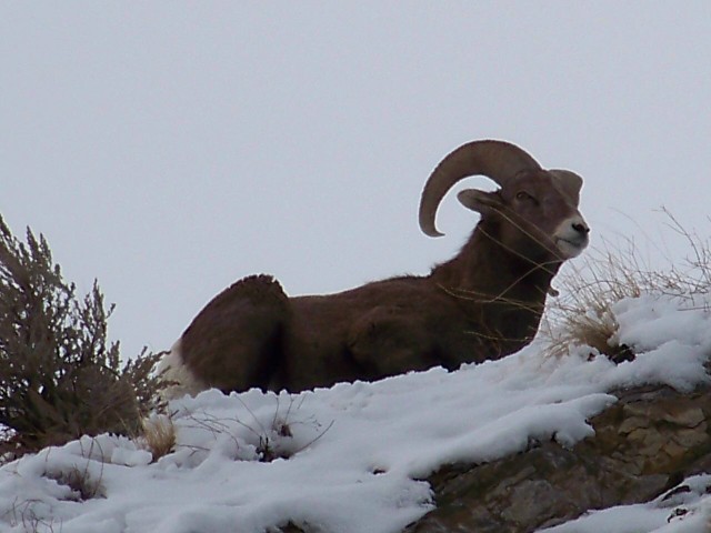 Re: Bighorns