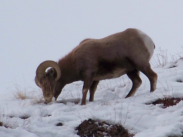 Re: Bighorns