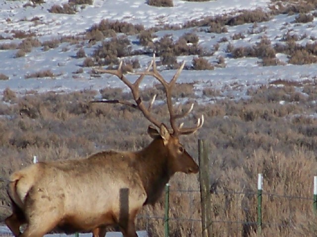 Elk pic&#039;s from this week