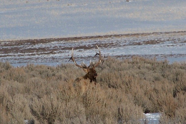 Elk pic&#039;s from this week