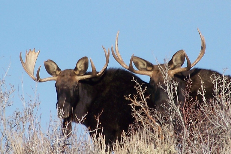 moose pictures