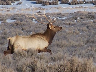 Elk pic&#039;s from this week