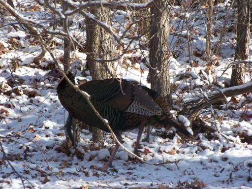 Re: Utah Turkeys