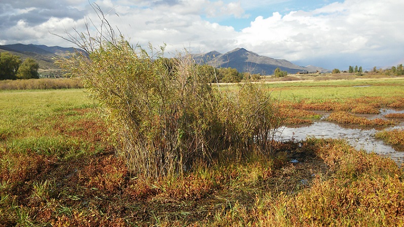 Back to the marsh.