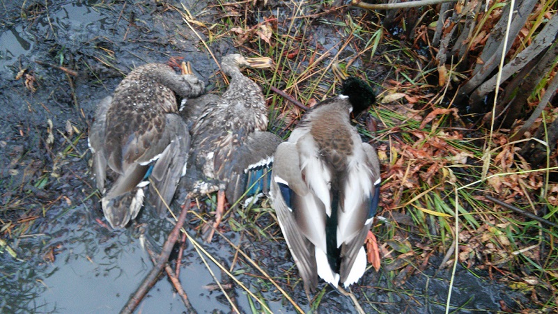 Back to the marsh.