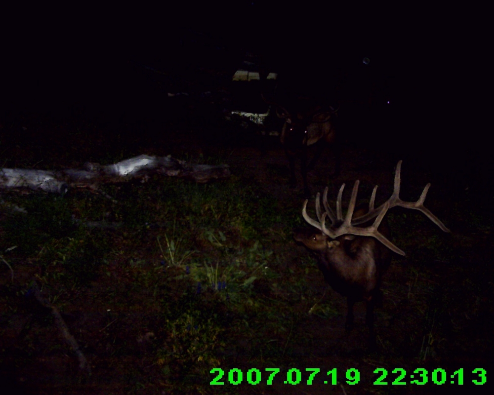 My Pahvant archery elk hunt. 2015