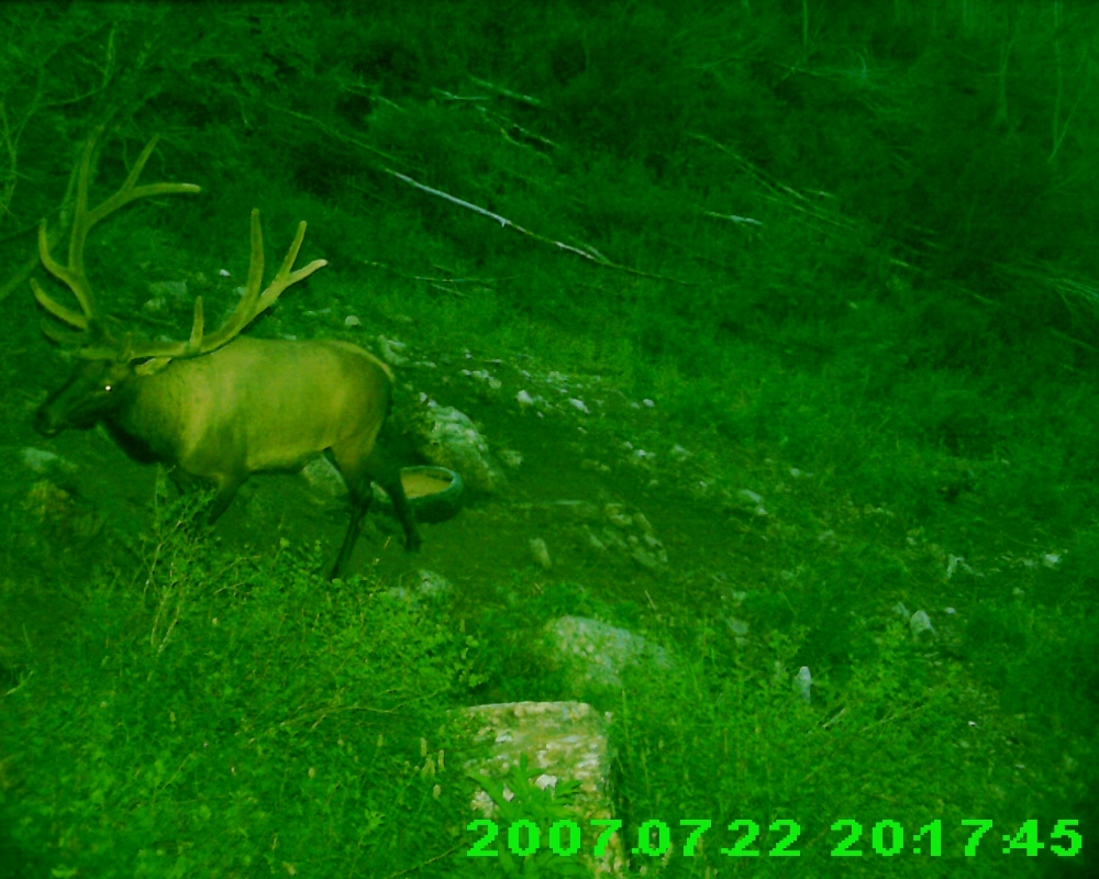 My Pahvant archery elk hunt. 2015