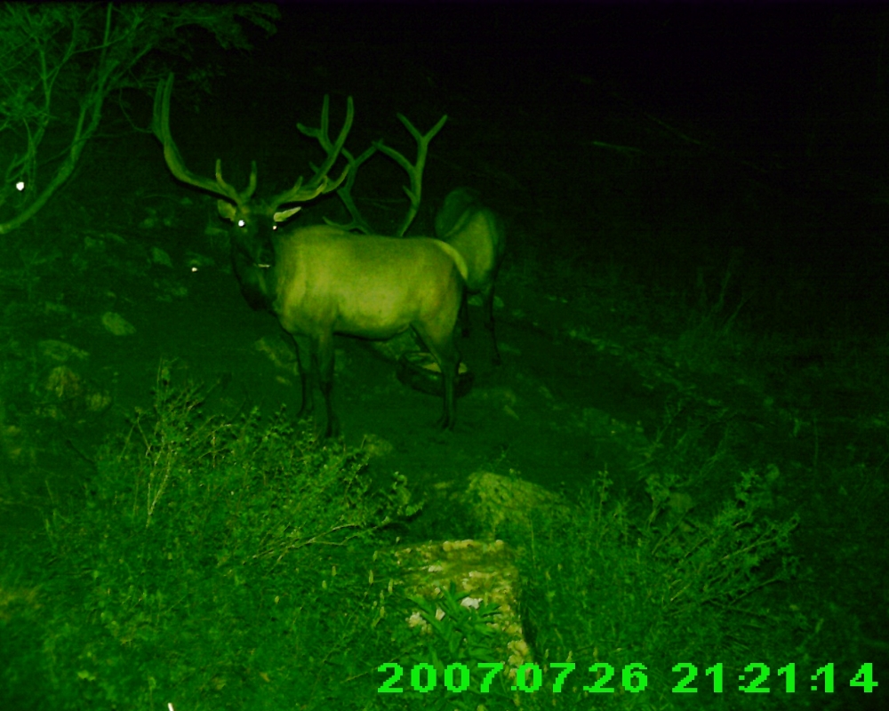 My Pahvant archery elk hunt. 2015