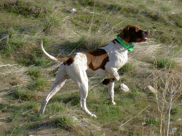 Re: Lets see some pics of your bird dogs