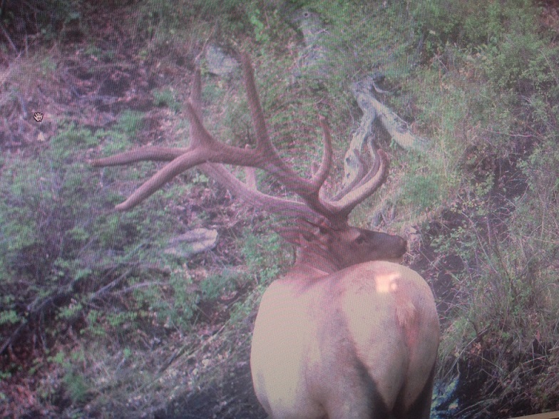 Re: My Pahvant archery elk hunt. 2015