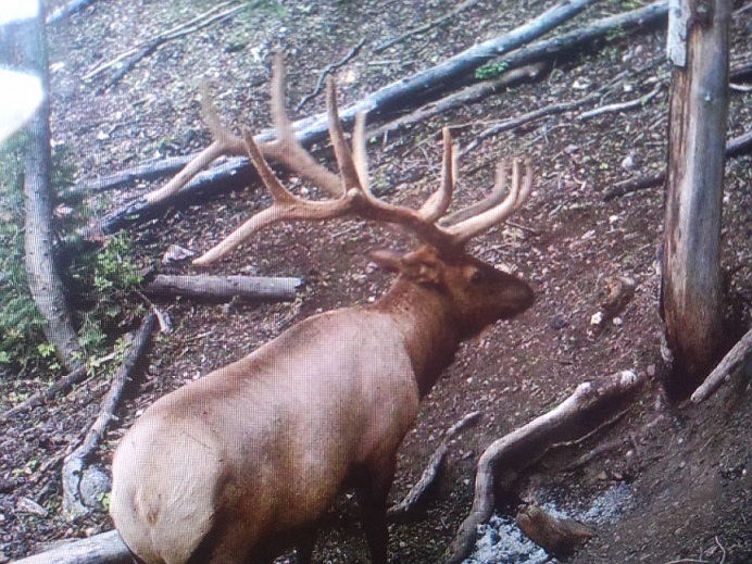 Re: My Pahvant archery elk hunt. 2015