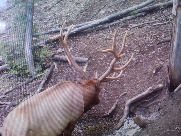 Re: My Pahvant archery elk hunt. 2015