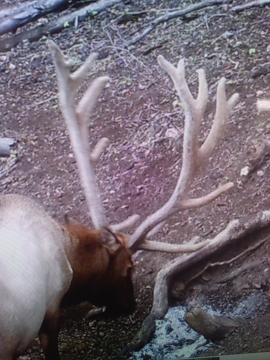 Re: My Pahvant archery elk hunt. 2015