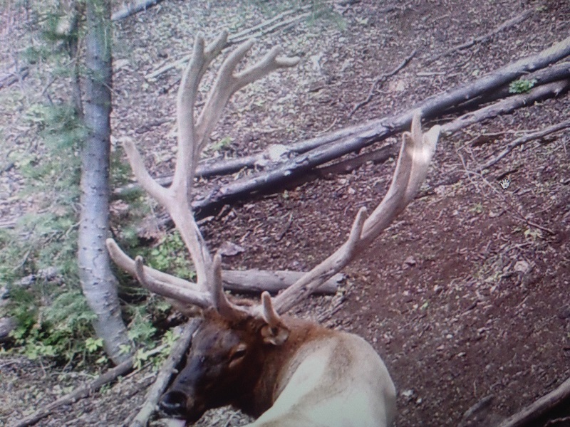 Re: My Pahvant archery elk hunt. 2015