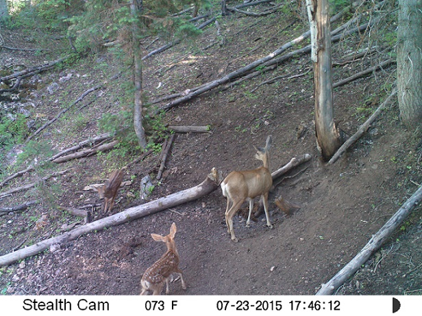 Re: My Pahvant archery elk hunt. 2015